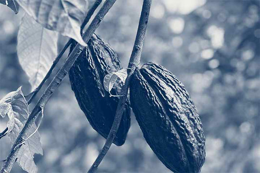 Décryptage du marché du cacao